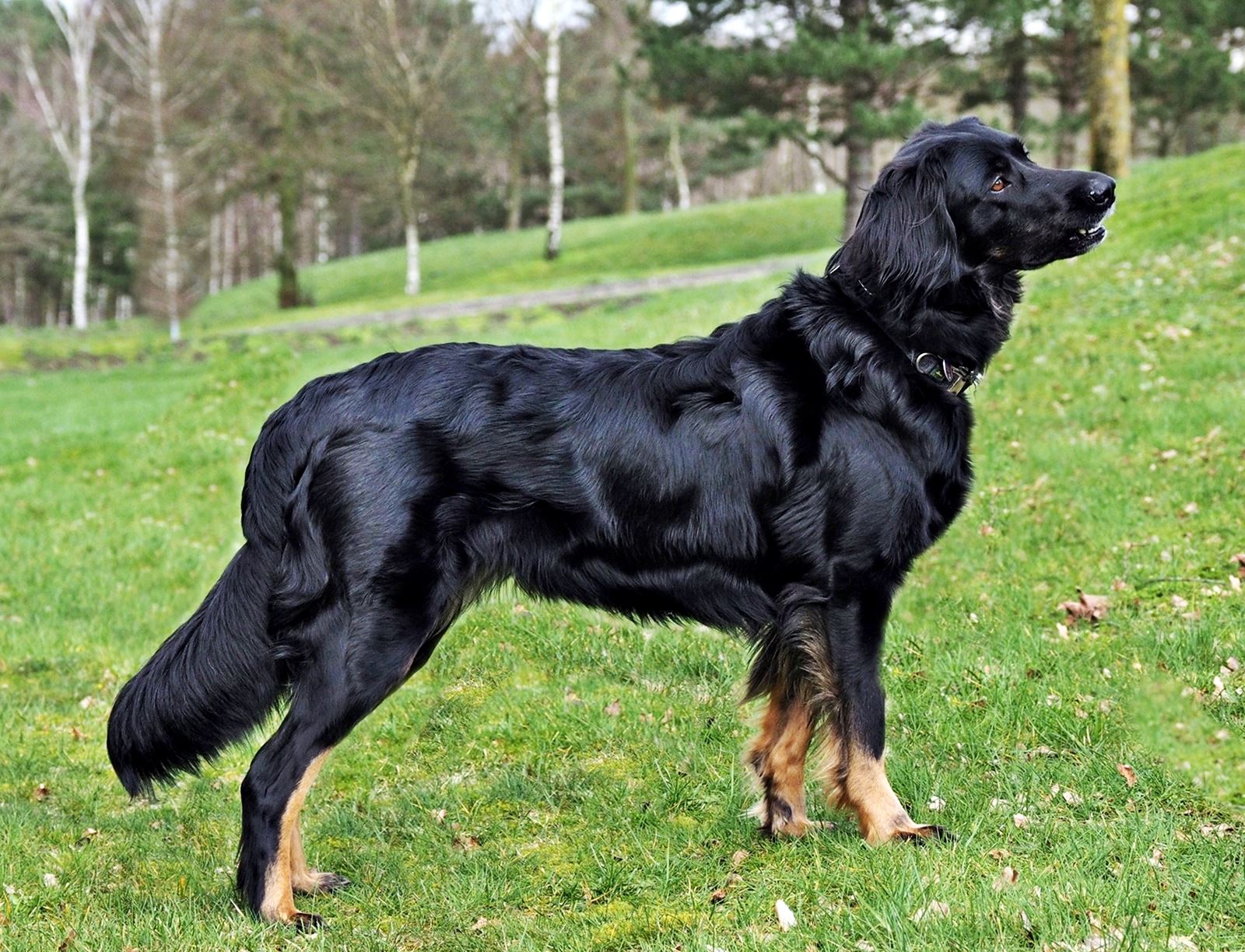 Questa aus dem Emsland